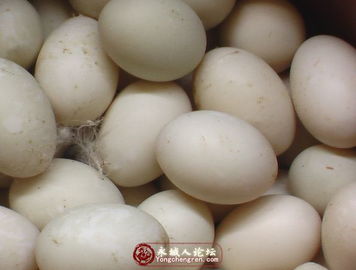 長(zhǎng)期銷售鮮蛋 松花蛋 咸鴨蛋